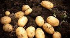 Potato Seed Supplier