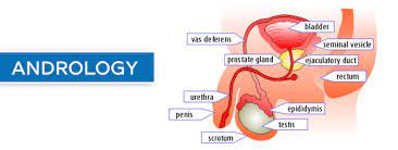 Andrology