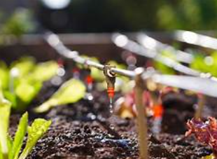 Drip Irrigation